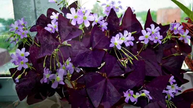 ОКСАЛИС (КИСЛИЦА, Oxalis) уход