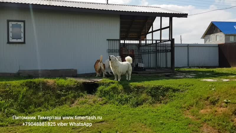 Среднеазиатские овчарки питомника Тимерташ Июль 2020 Вопросы по +79048881825 viber whatsapp или на www.timertash.ru Среднеазиат Среднеазиатские овчарки питомника Тимерташ Июль 2020 Вопросы по +79048881825 viber whatsapp или на www.timertash.ru Среднеазиат