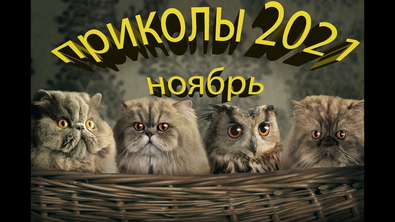 Приколы/ Лучшие приколы 2021 ноябрь/ Лучшие приколы тик ток/ Тест на психику