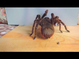 ЧТО БУДЕТ ЕСЛИ ЧЕЛОВЕКА УКУСИТ ТАРАНТУЛ