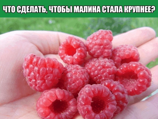 Весной укорачивайте прошлогодние стебли на треть всего роста Затем обрезайте до основания все сухие ветки, уже принесшие урожай в прошлом году. Летом уничтожайте лишние молодые побеги у