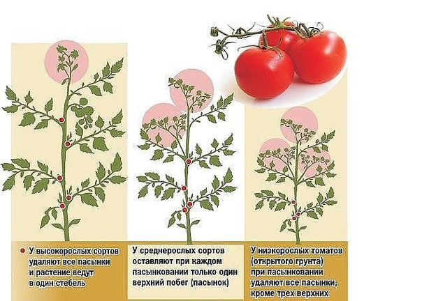 ХИТРОСТИ УХОДА ЗА ТОМАТАМИ Обламывание пасынков. Пасынковать - значит удалить лишние побеги. Пасынкуют томаты как можно раньше, не допуская, чтобы пазушные побеги, которые нужно удалить,