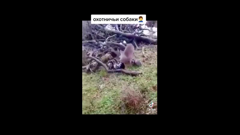 IMG_7985.mp4