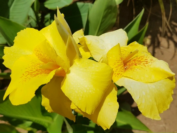 Канна желтая цветок фото Канна желтая цветок фото