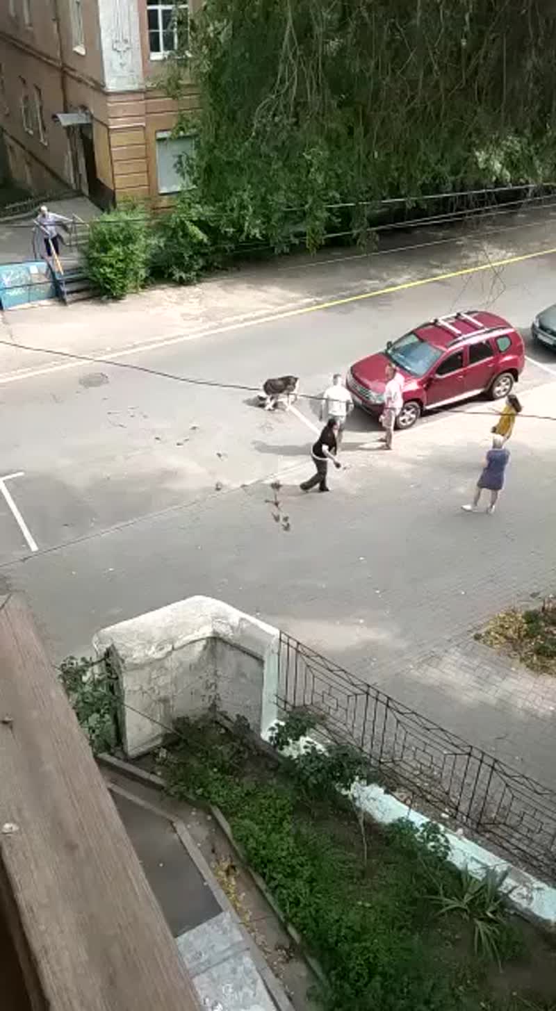 В Воронеже, на глазах хозяйки, алабай загрыз насмерть маленькую собачку В Воронеже, на глазах хозяйки, алабай загрыз насмерть маленькую собачку