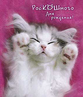 Открытки с днем рождения кошки